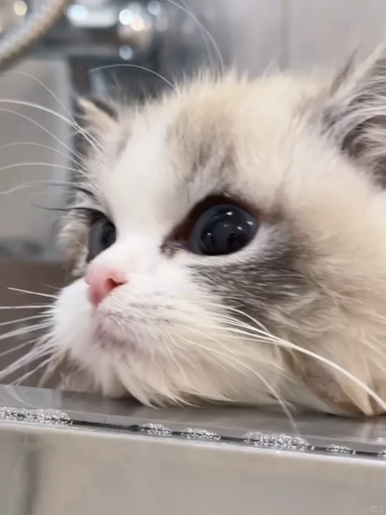 没天理啦 猫猫都比我睫毛长👀