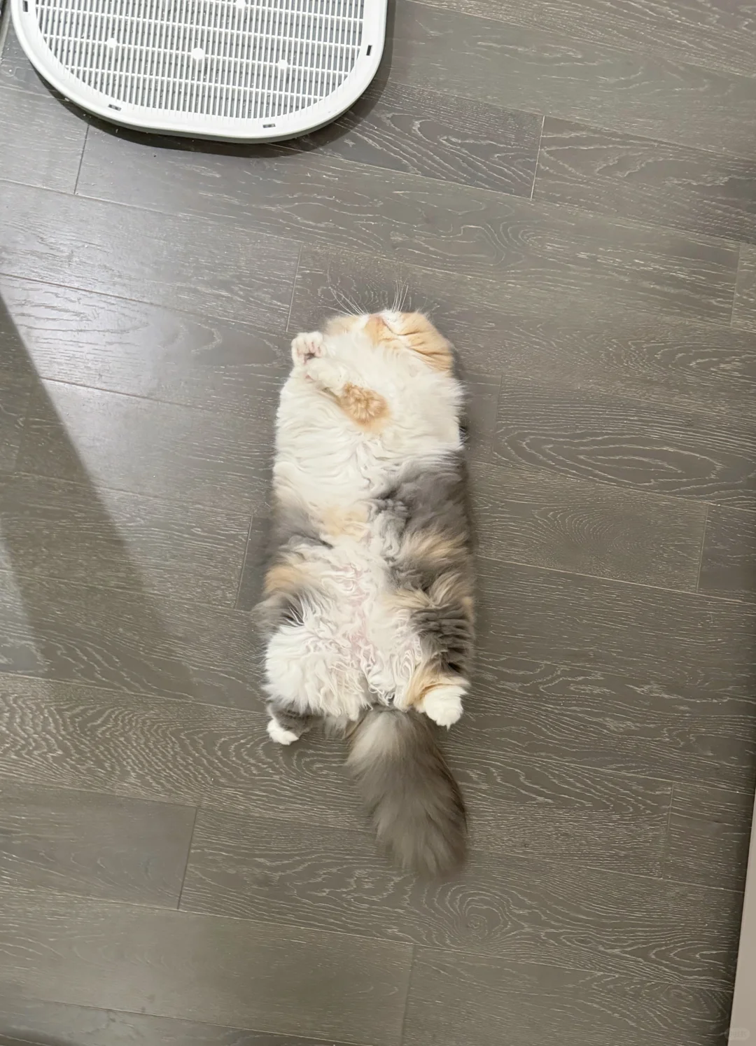 泥嚎 小猫家政有需要的吗