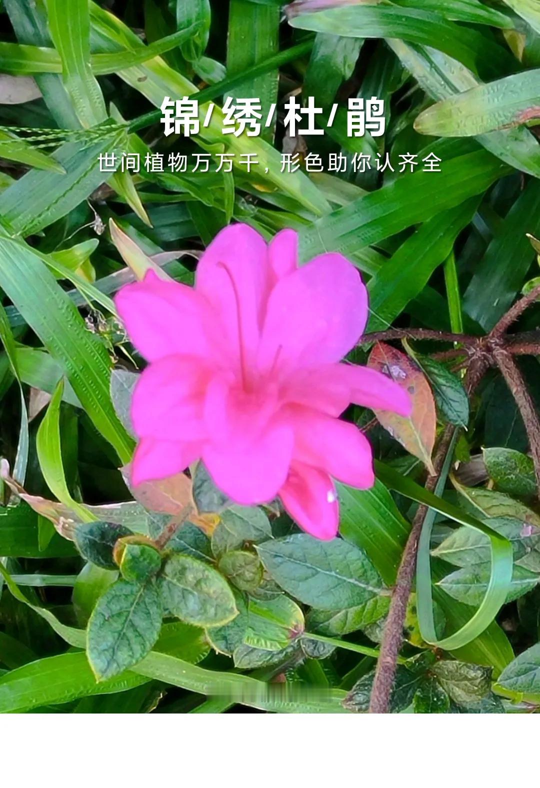 随手拍个花锦绣杜鹃花