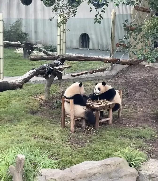 重庆动物园，一游客把南京的老门东叫成老东门，还添油加醋来个老西门，这误会，笑得我