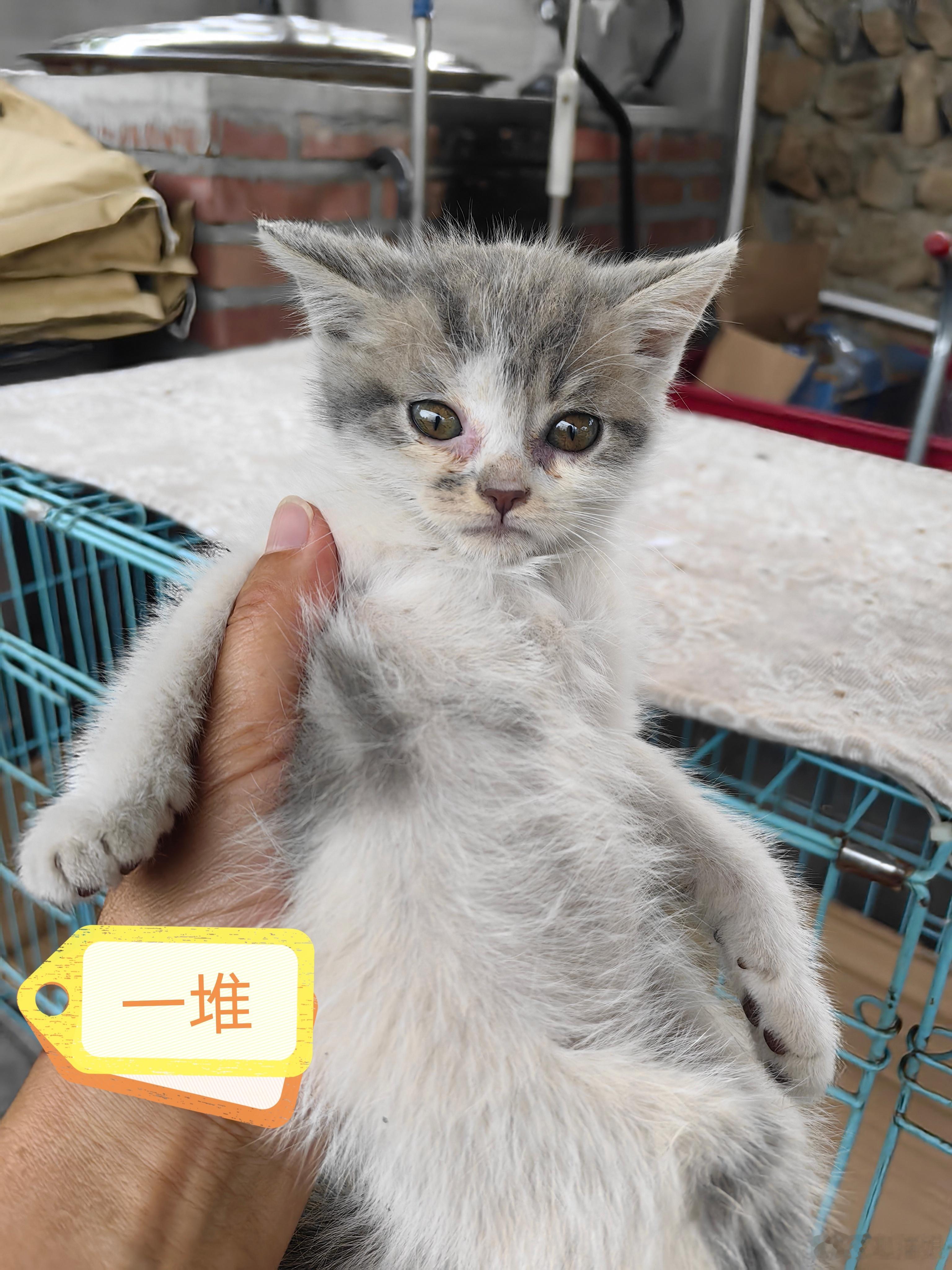五个丑娃，就在街道边一张破烂包装纸上堆一起趴着，人来车往，我就心软了，没人捡，几