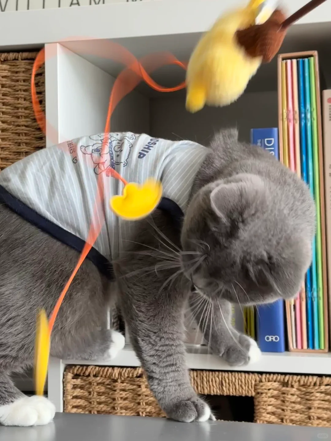 摇钱树逗猫棒😆这名字也太适合了吧