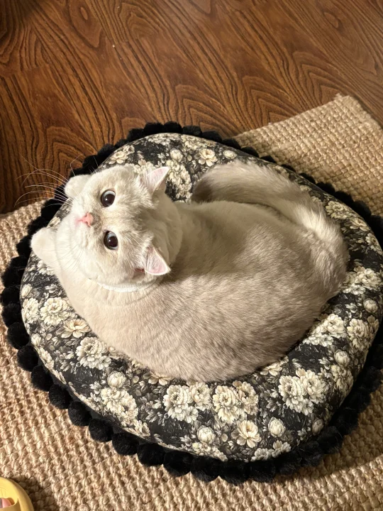 新手养猫人不得不说这美毛猫粮真有点东西..