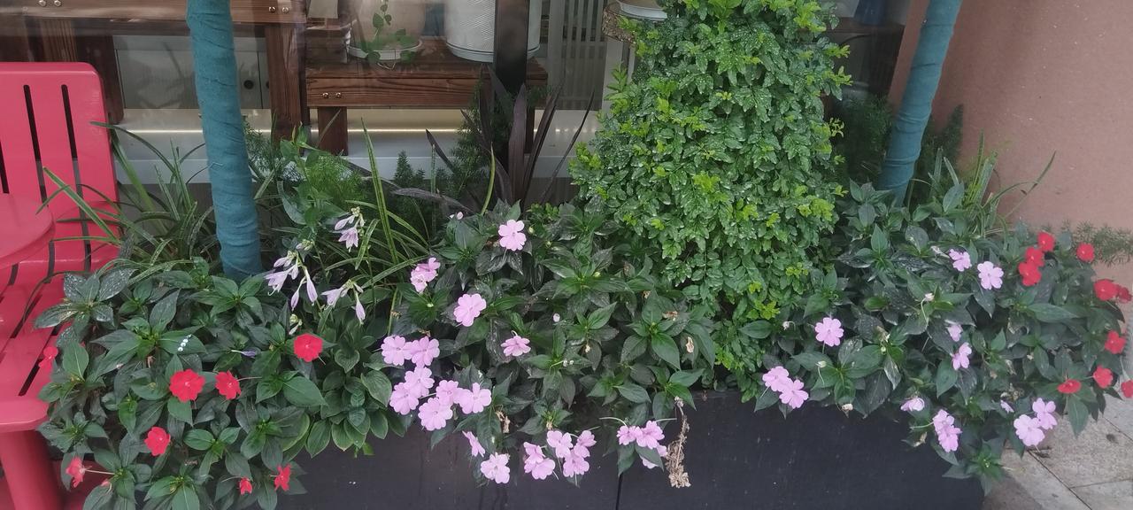 分享一朵你拍的花，什么花都可以