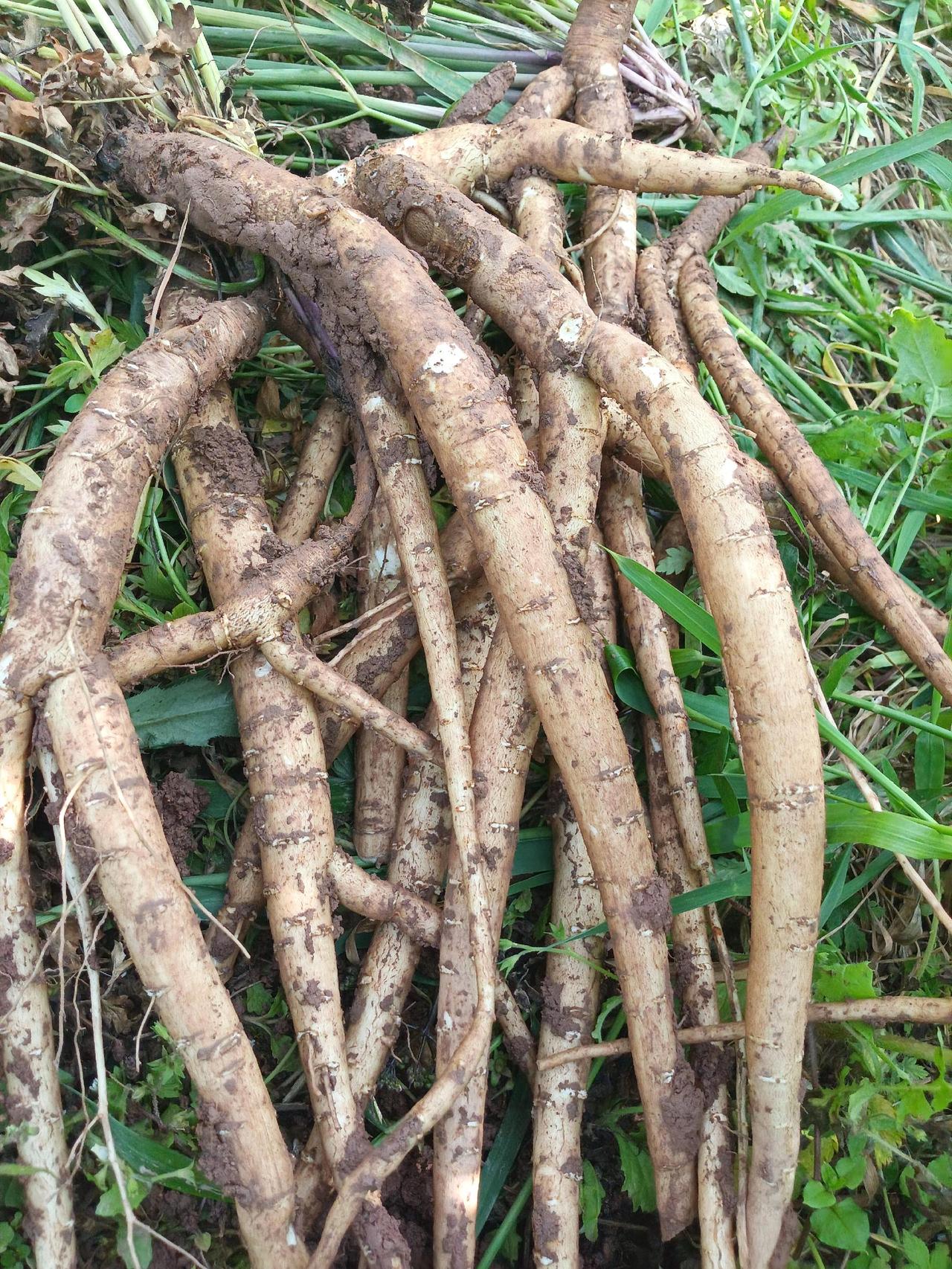 大巴山里的土特产，有多少人吃过？大山里的原生态