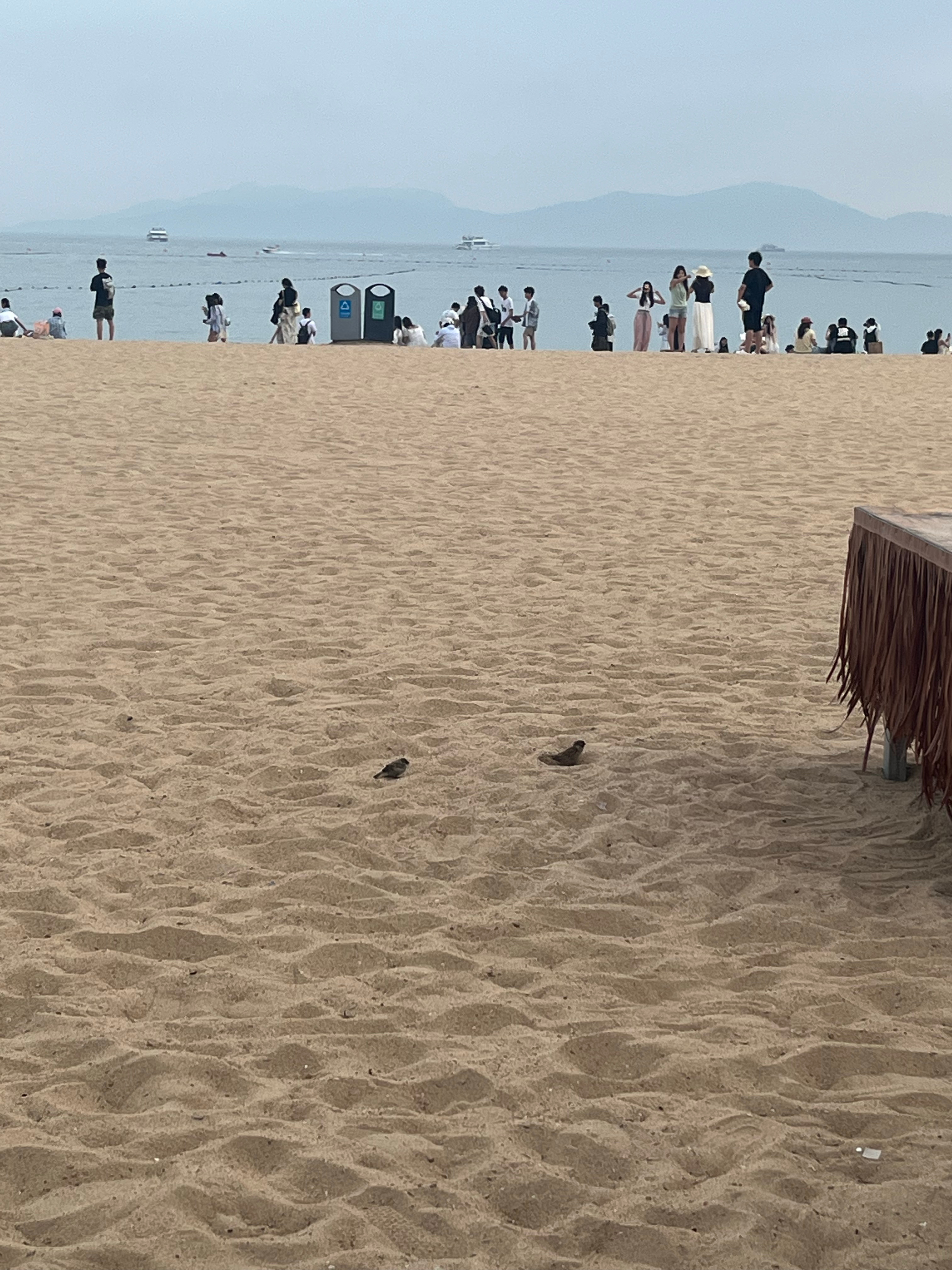 第一海水浴场祛魅了爱心树好多人排队 我们没排海边密密麻麻全是人想拍海但海里有光着