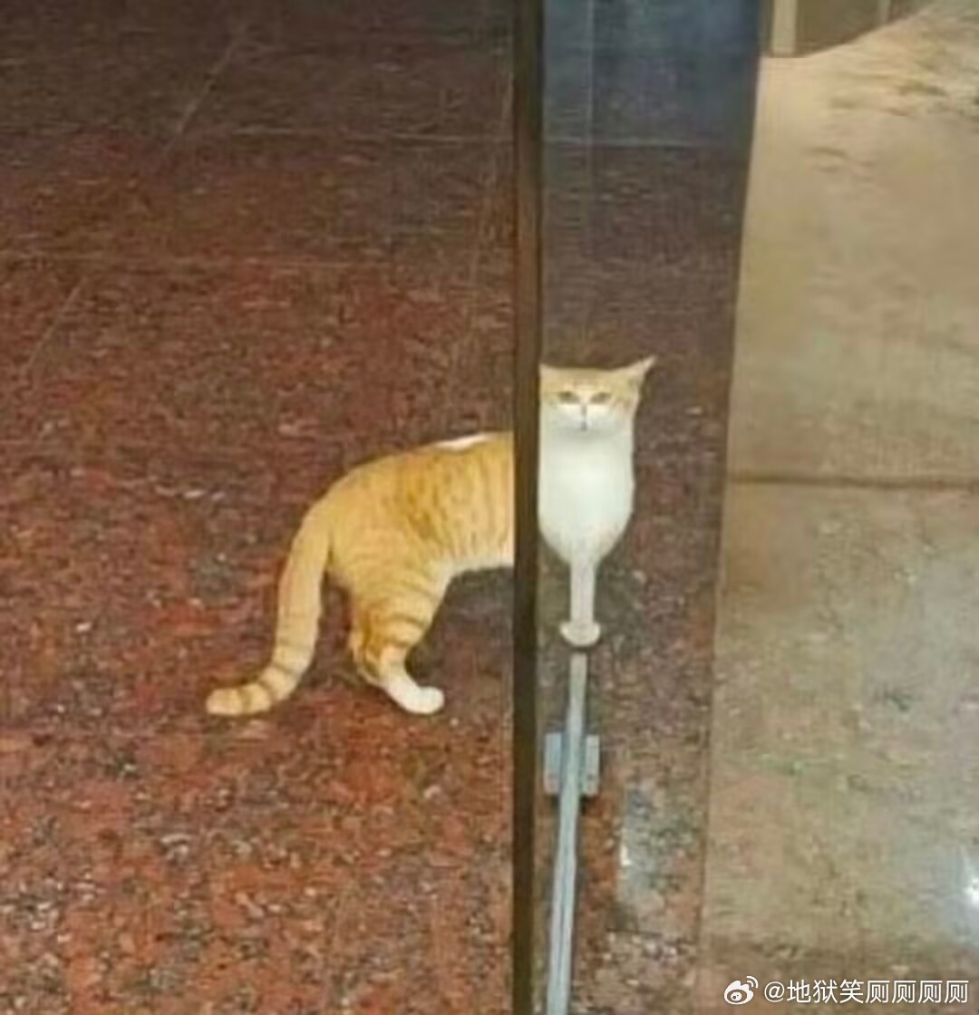 1613👋你好 我是高脚杯 