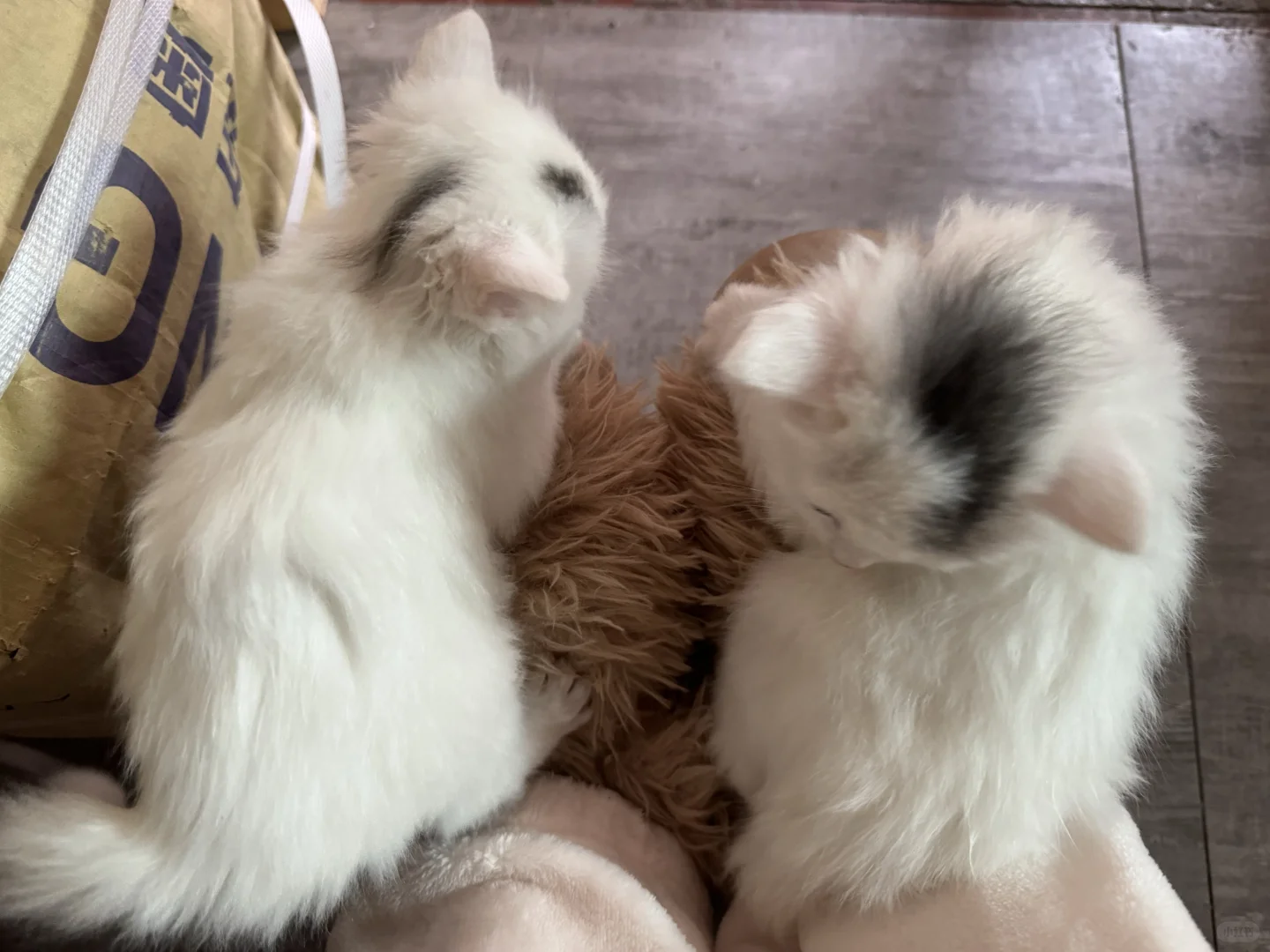 天冷了我看谁还没有猫猫拖鞋