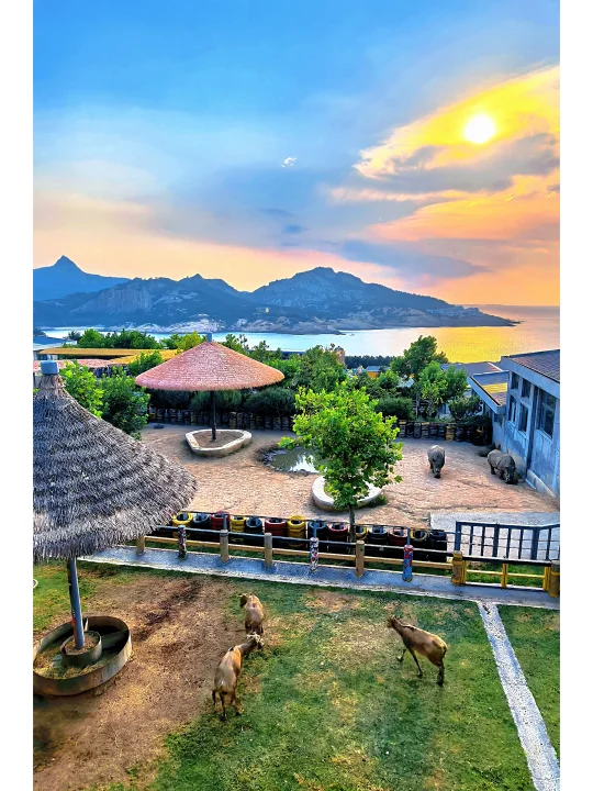 被低估了的海上动物园｜请直接抄作业！！