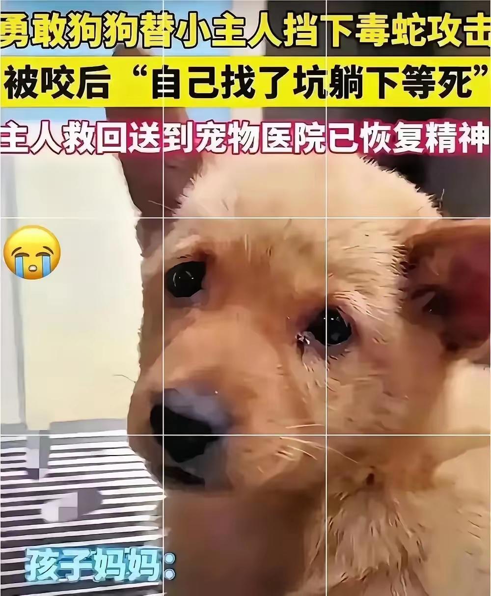 泪目！广东惠州，一只小狗为了替小主人挡下毒蛇攻击，挺身上前撕咬毒蛇反被咬，之后，