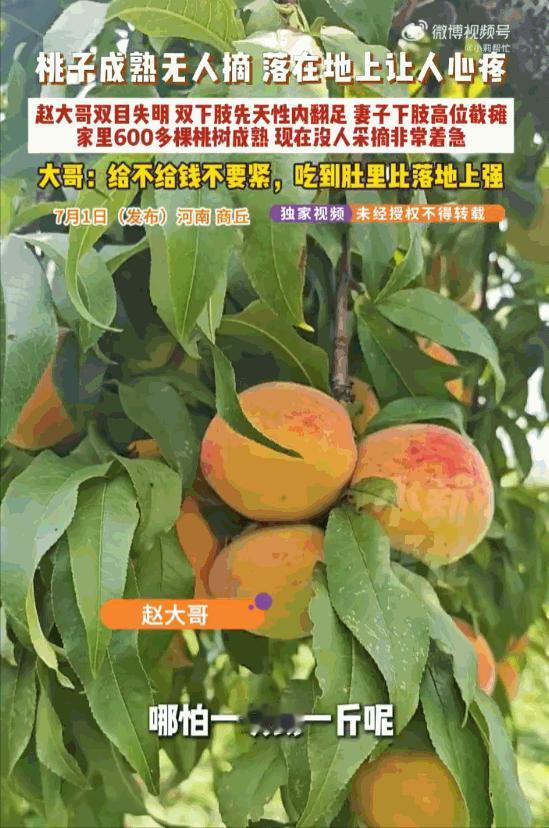 “谁知盘中餐，粒粒皆辛苦！”七月的豫东平原，五十六岁的赵大哥，守着六百多棵挂满鲜