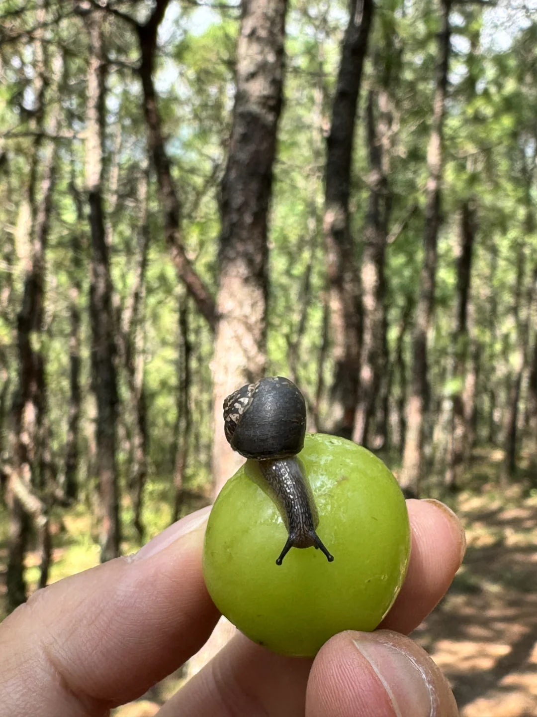 大理夏日 | 捡菌子与溯溪玩水更配哦