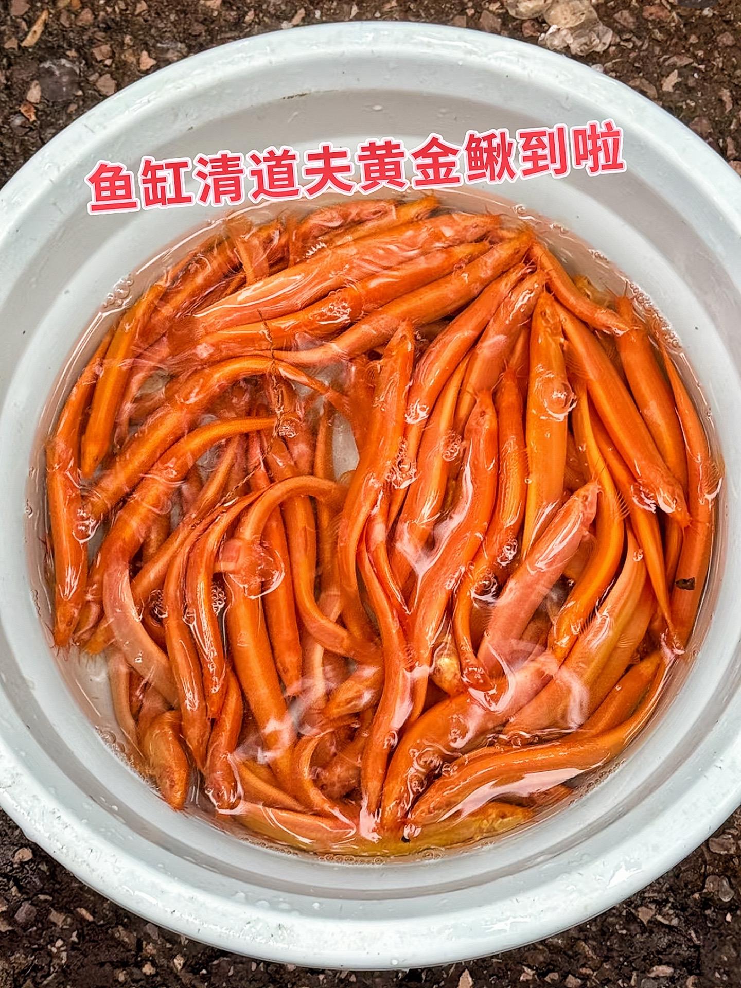 鱼缸清洁小卫士：还在为鱼缸水质浑浊、藻类疯长烦恼？黄金鳅强势救场！它堪...