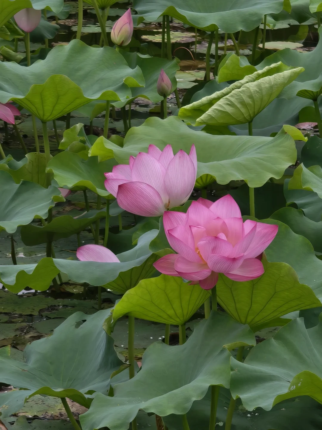 一念心清静莲花处处开 点点水滴映荷莲 莲花 荷花