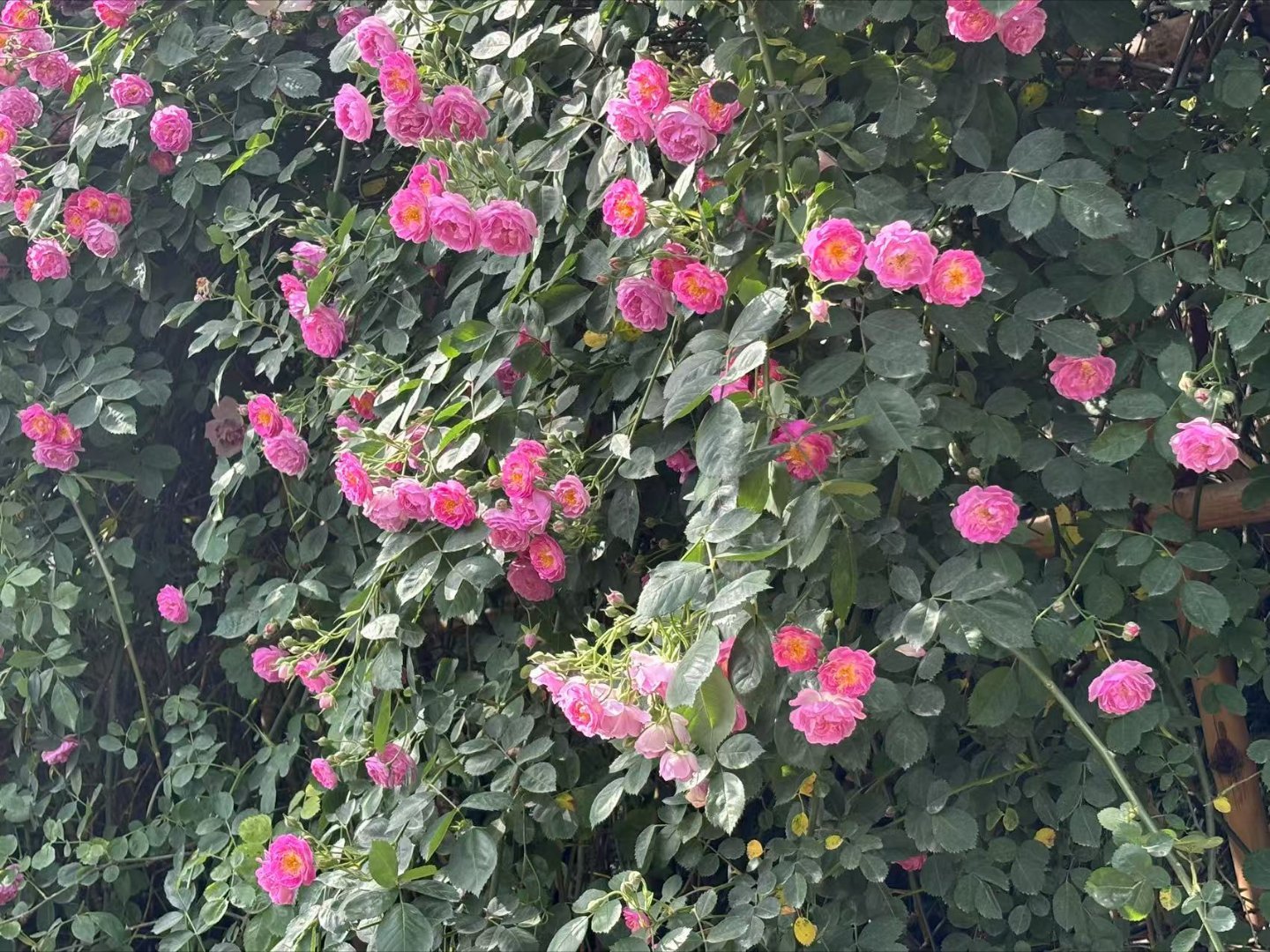 永远需要两种能力， 好好说话和情绪稳定！早安！ 重庆·重庆中央公园