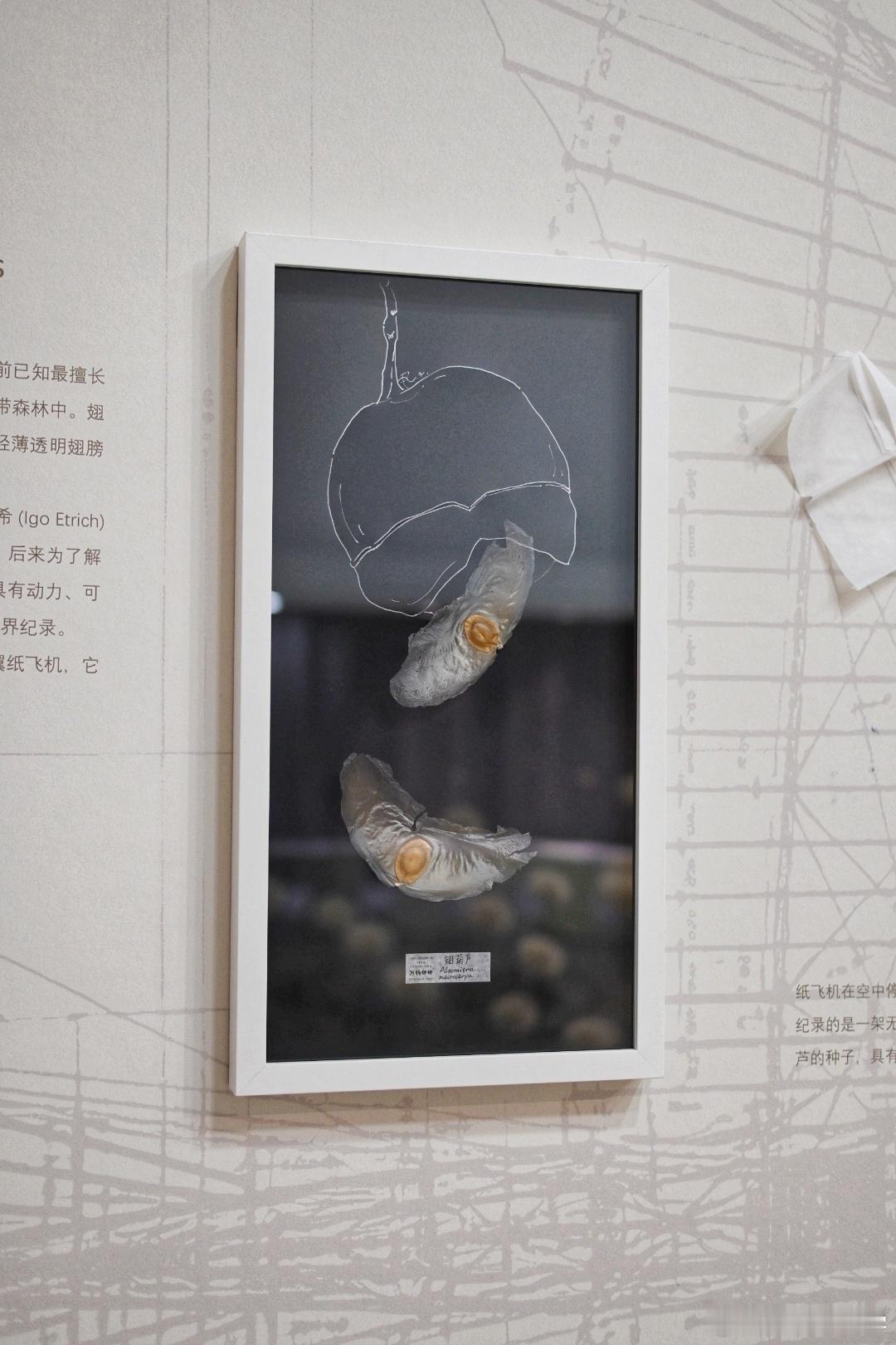 路过辰山植物园去看了下种子展，好像快结束了。（今天植物园的小朋友真的是好多好多呀