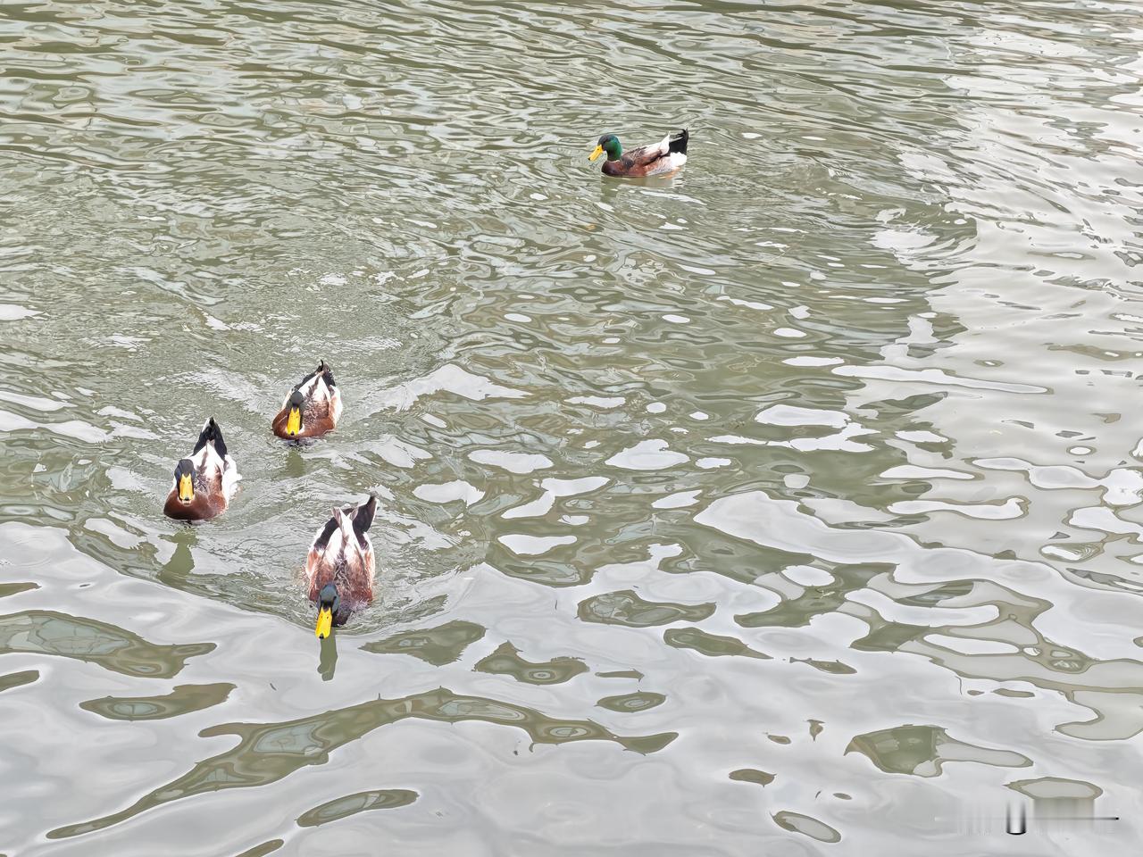 旅游改变你，好比是一场心灵沐浴
   
       甭管在自己的园地踏青，还是