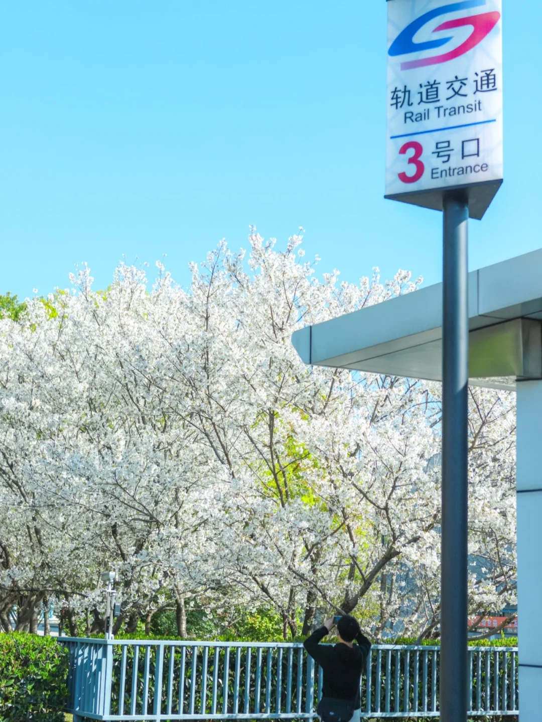 🌿春日限定🍃苏州最美地铁站的樱花🌸已绽放