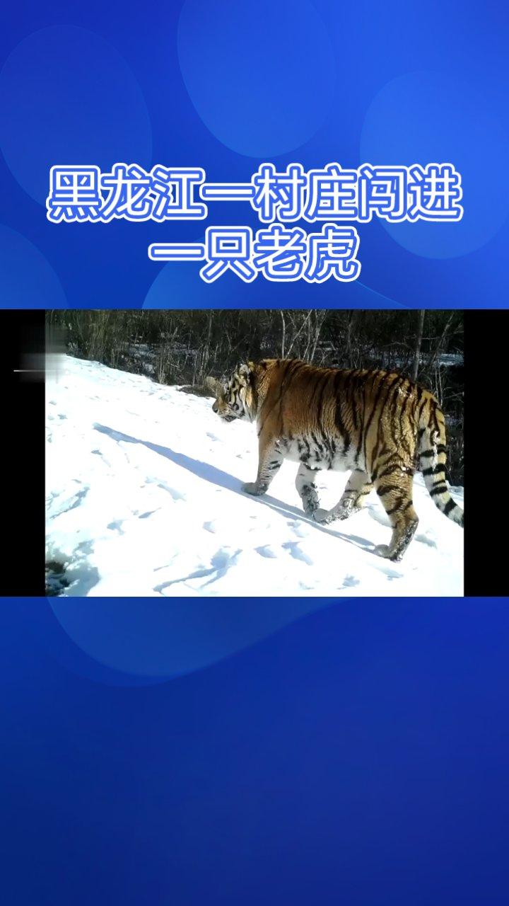 黑龙江的乡亲们，警惕性都给我提起来

别以为冬天只有冷
真正的“大猫”可能正在你