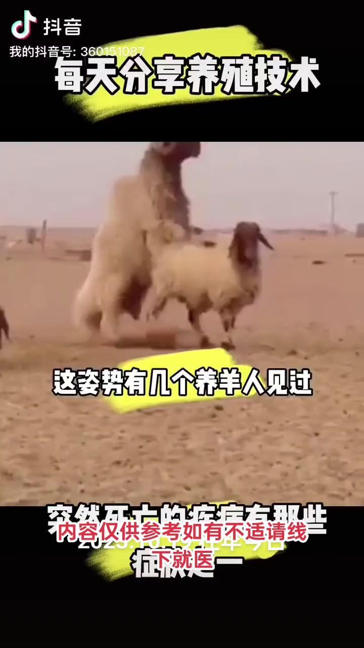 🐑养羊最怕遇到这些病！肝脏充血、淋巴结肿大、脾脏肿胀，还有不同程度的胃肠炎，这