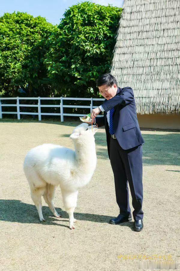 谢谢了，好多朋友留言说我前天社交媒体里不是喂羊驼是梅花鹿是羊驼。十年前，2016