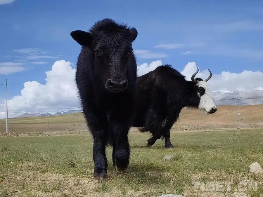 我国首次实现批量克隆10头牦牛

核心信息（2026-04-27发布）
 
我国