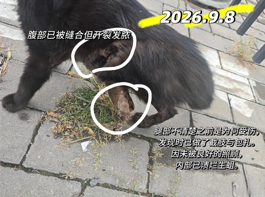 帮转北京小黑猫找领养——网友于9月6日捡到一只被遗弃的黑色小猫，左后腿低位截肢、