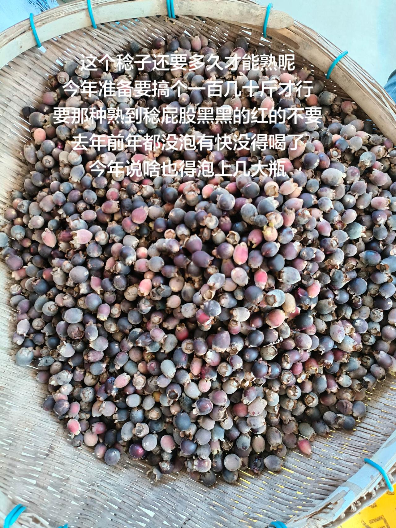 这个稔子还要多久才能熟呢
今年准备要搞个一百几十斤才行
要那种熟到稔屁股黑黑的红
