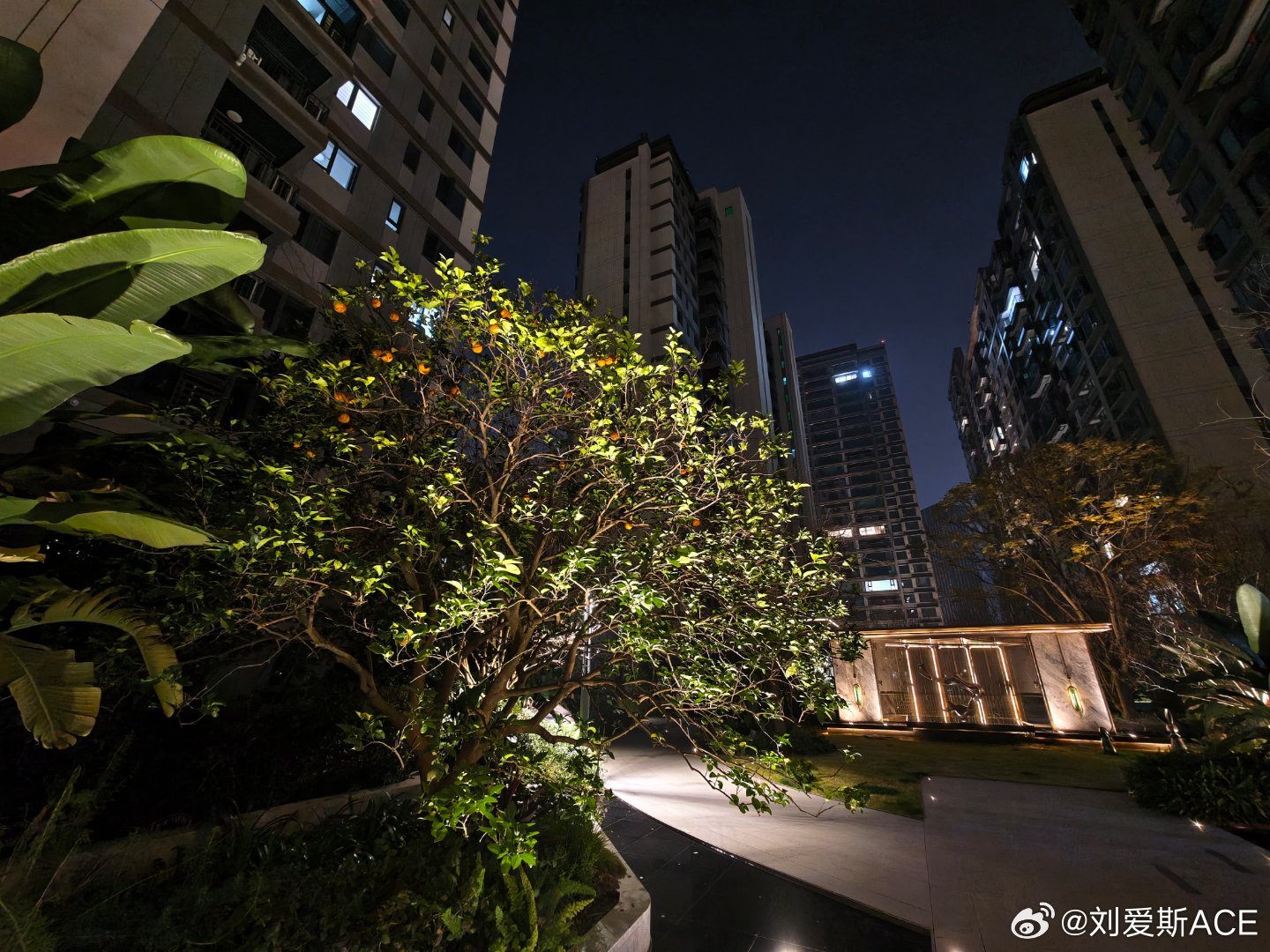 小区这是桔子树吧？长这么多明天来摘一个尝尝，这一树可以吃一冬天了我的日常plog