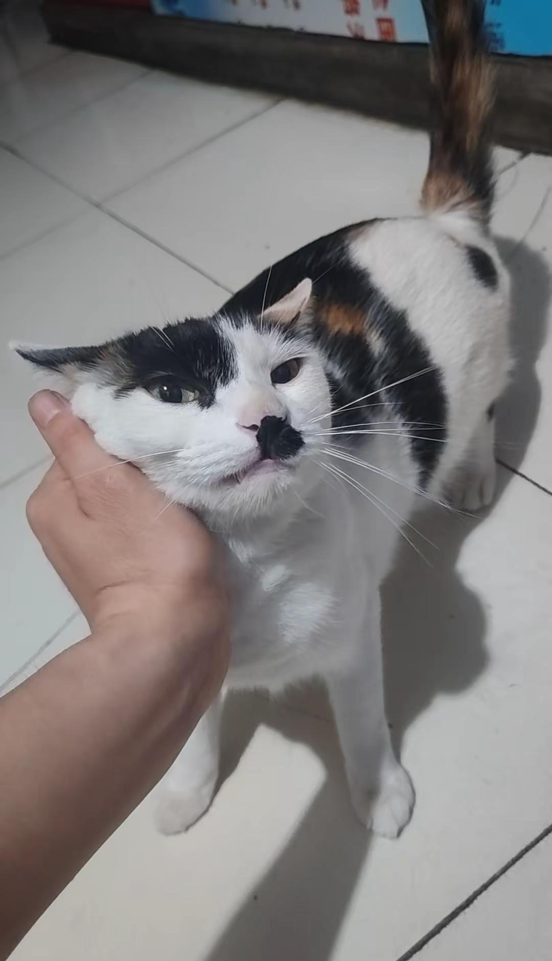 地震了。刚才我家从来不跑酷的猫，在房间里面乱跑，我也感觉突然之间有点头晕晕的，然