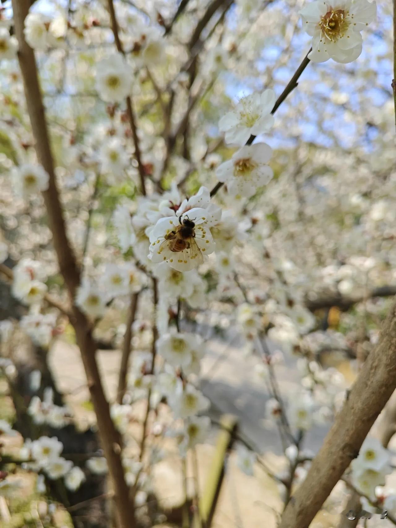 三月份百花齐放，正是蜜蜂采蜜繁忙的时候！