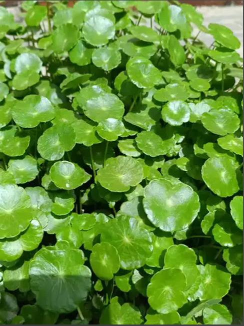 胆囊息肉，用好一味 “利胆草”，搭配 3 味药，胆囊会越来越好

大家好，我是中