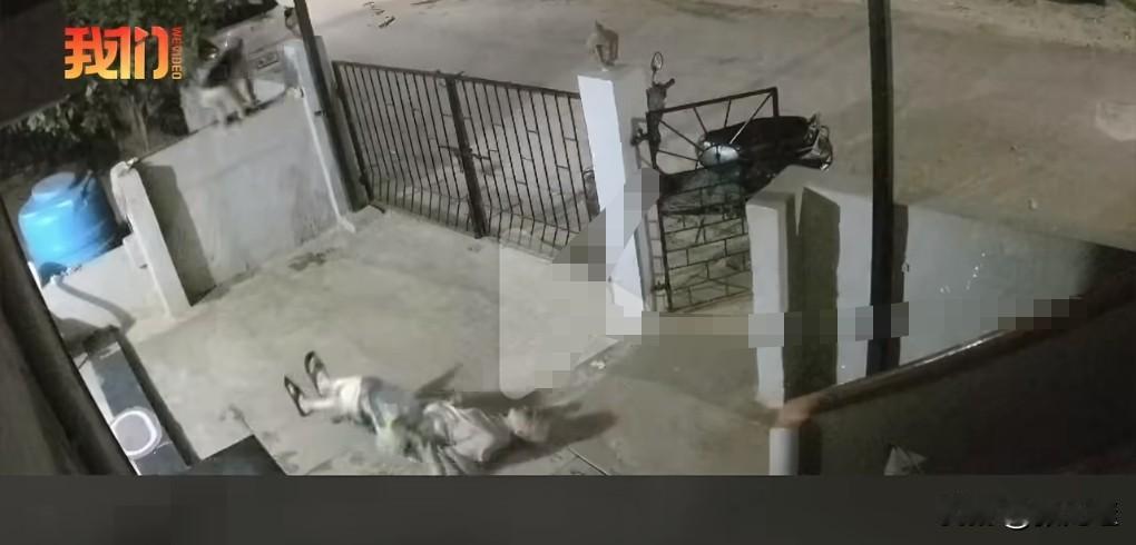 猴患猛如虎。印度的猴子特别的多，已经非常的猖獗了，而且特别爱袭击老年人。

猴子