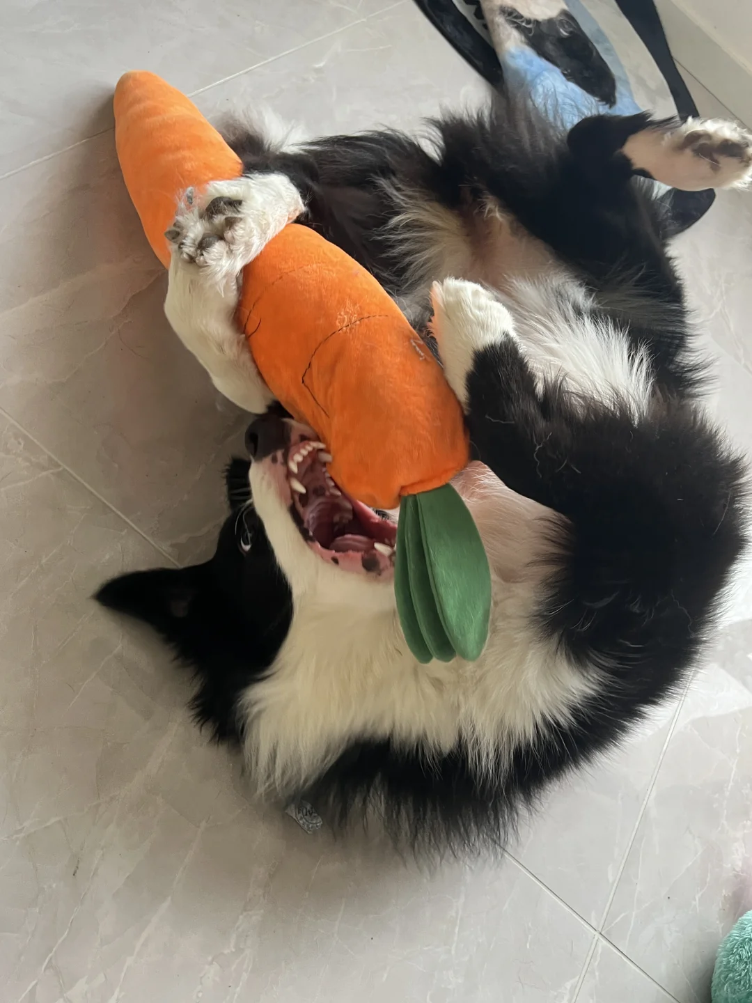 小兔子的日常🥕
