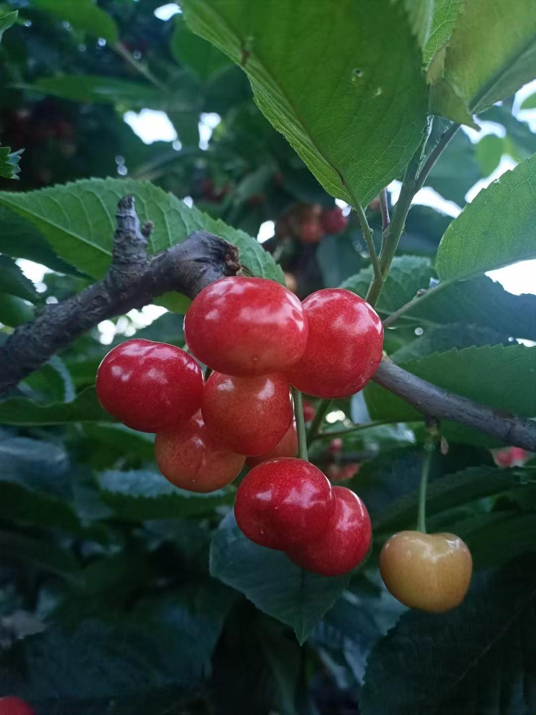 治血小板减少良效方[good]不是柯南 玉米番茄君 #中医式生活# 分享一个抄录