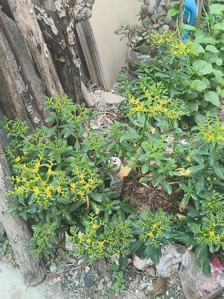 这是在乡下老家庭院里栽植的三七绿植。被蚊子咬了之后，用它的汁液涂抹可以减轻痒痒！