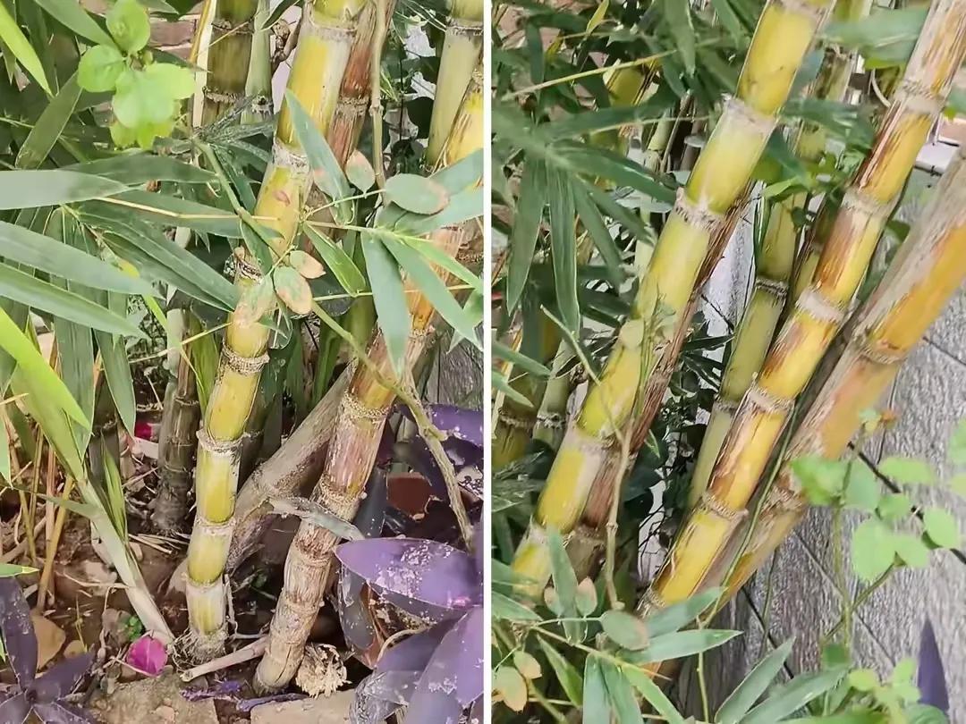 广西有户人家，门前地栽了几根甘蔗，有整整5年了，枝干接近10米多，数一数，共有2