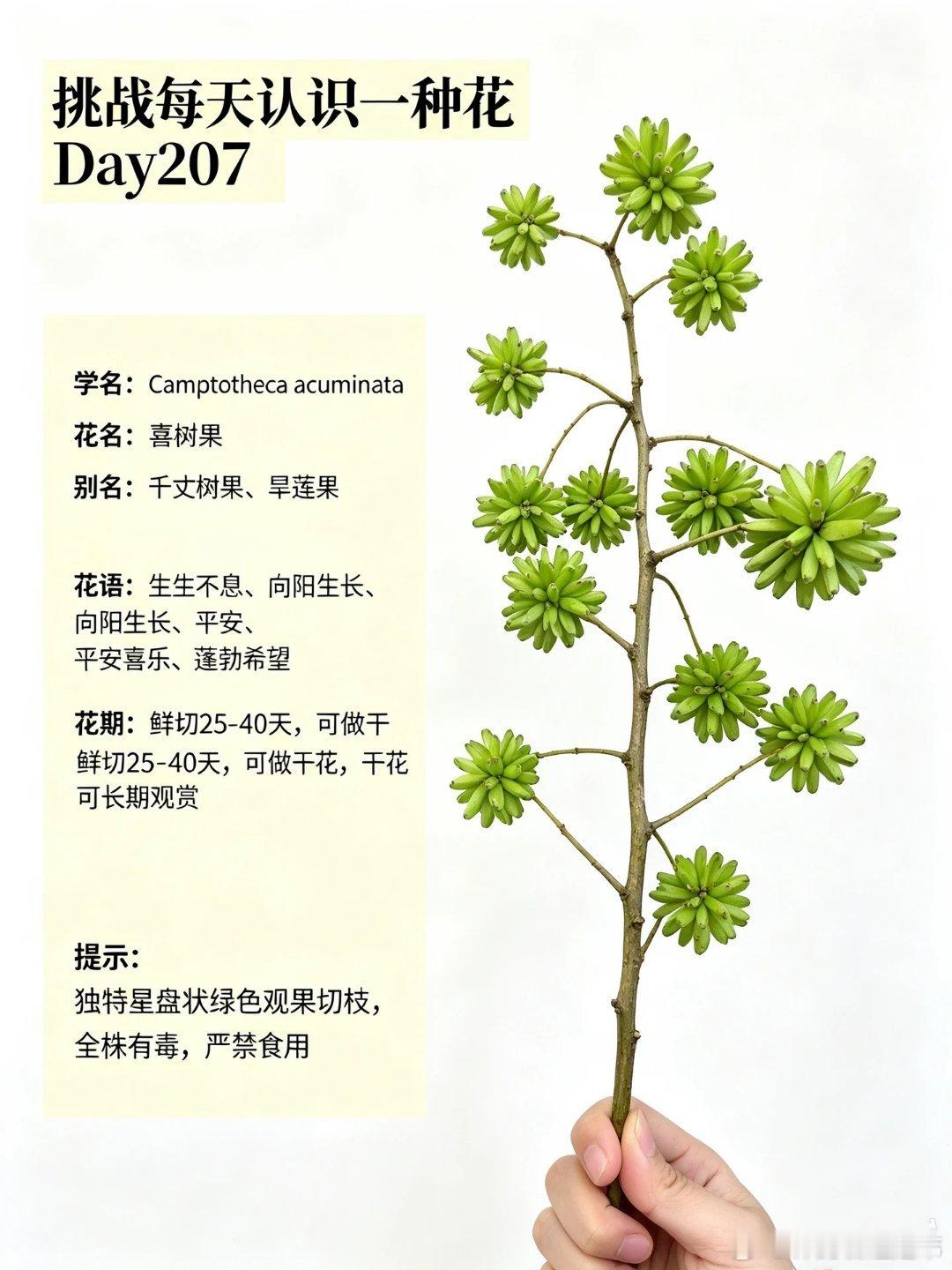 挑战每天认识一种花 -喜树果【花语】抬头见喜、喜乐顺遂、硕果盈枝【别名】旱莲果、