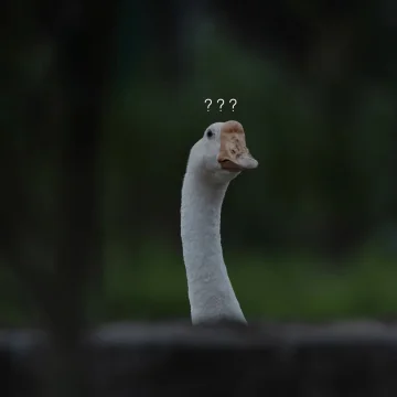 粤嚟粤有米