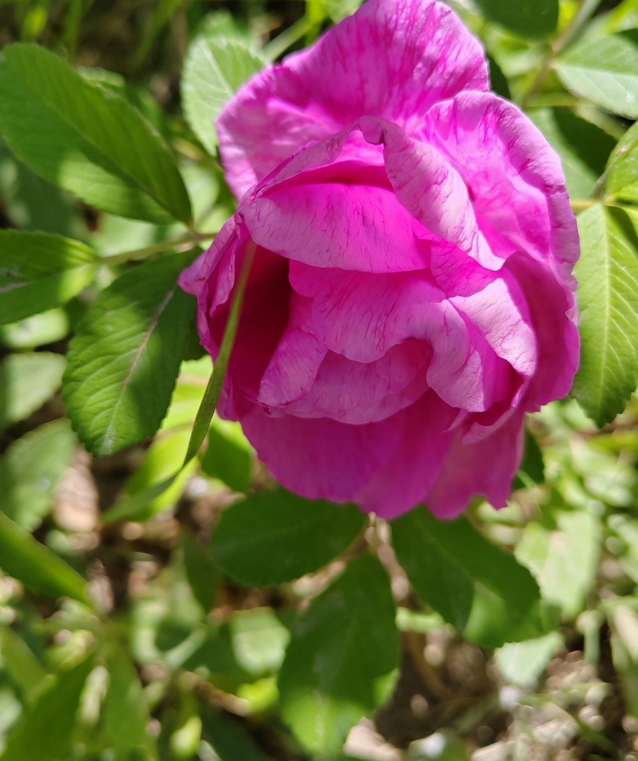 有没有漂亮的花朵图片吗