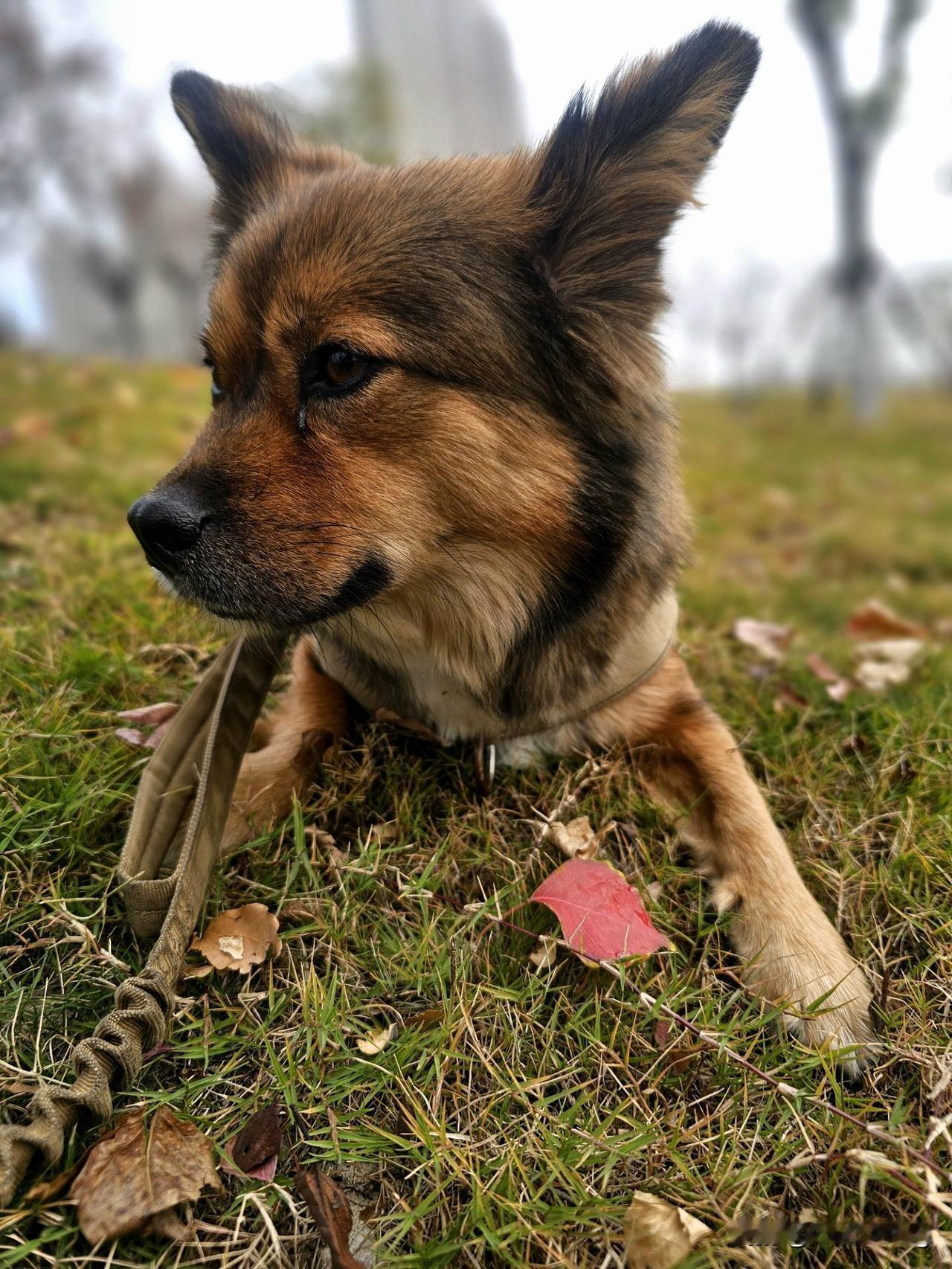 因为中日关系的原因，日系车我就不做推荐了哈，如果真的聊到了日系车在懂车帝上，大家
