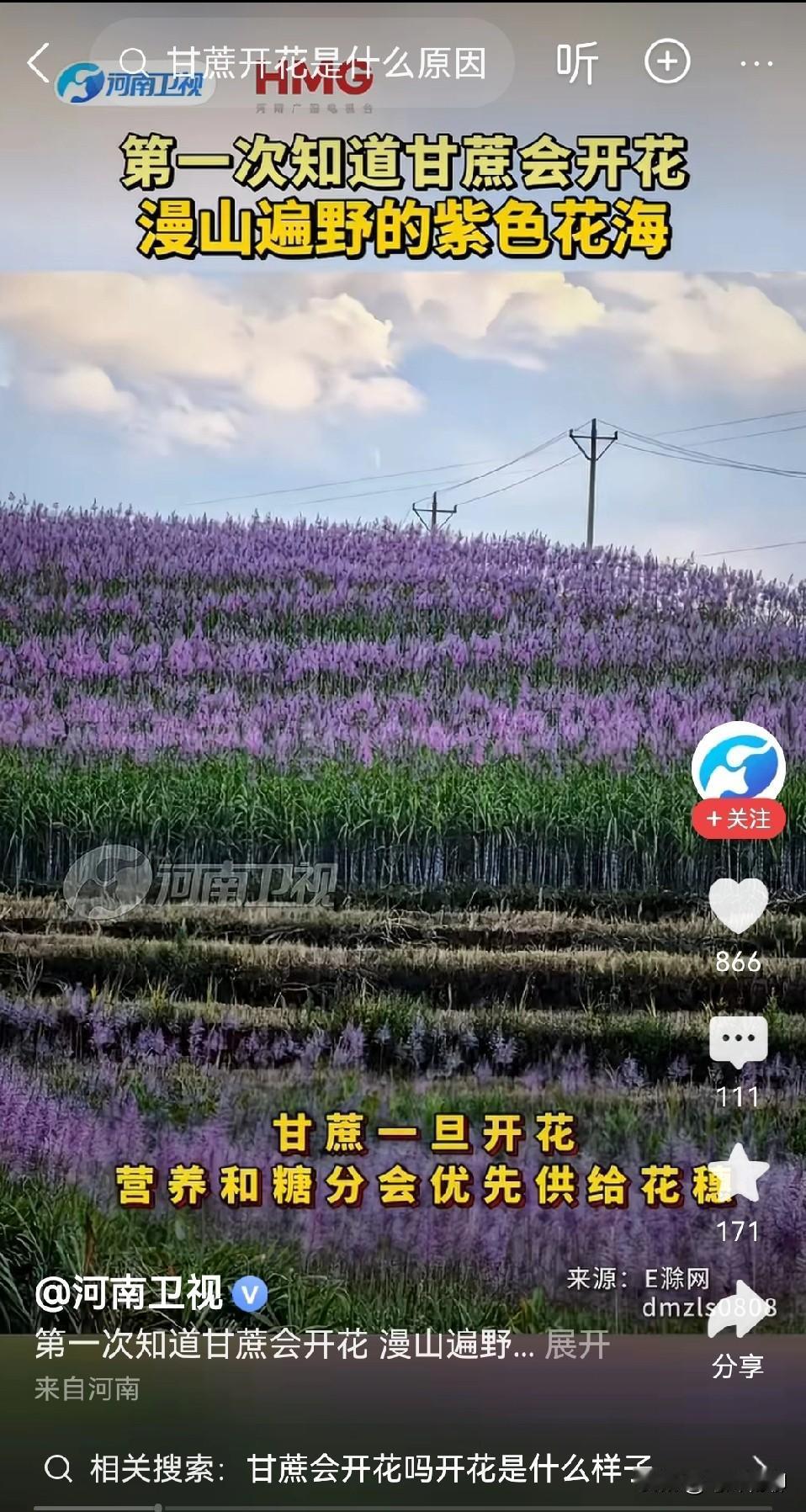 我的天，第一次知道甘蔗居然能开花，确实有点孤陋寡闻了，不过，那紫色的花朵看着还挺