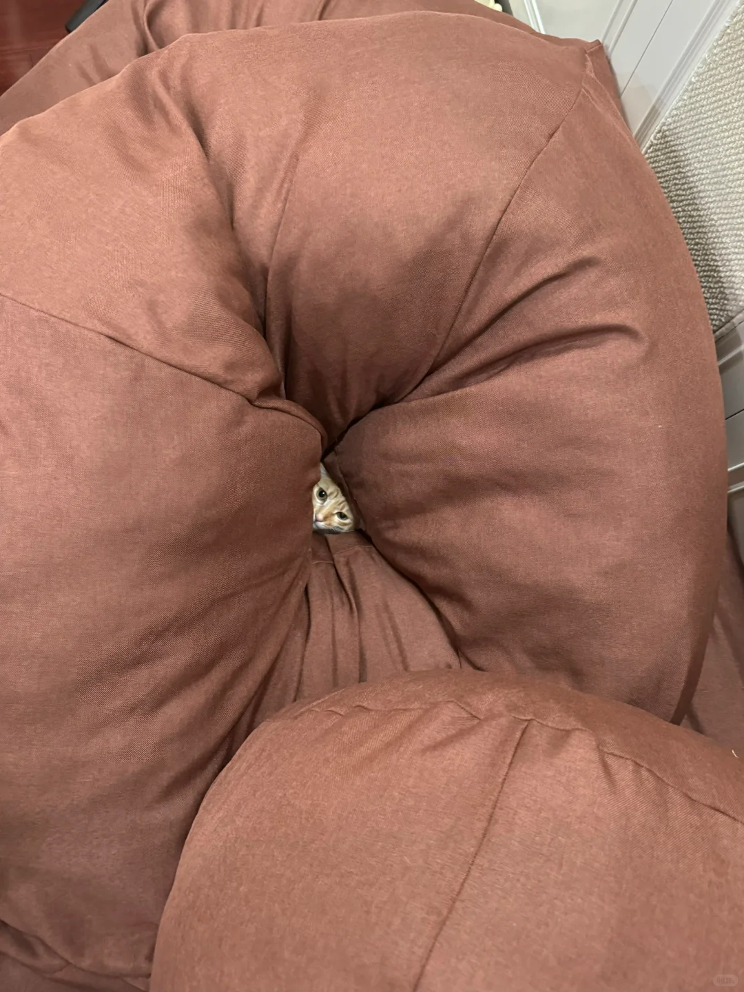 猫要睡这么大的窝吗