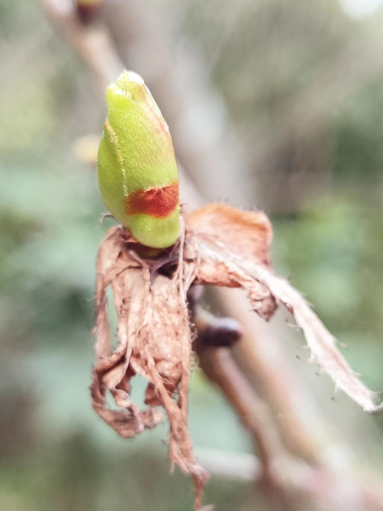春芽