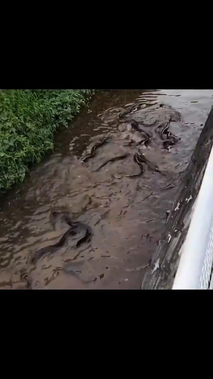 溪鳗我们这边也叫鲈鳗，这个以前没有保护的，被抓的差不多了。自从保护了以后，现在数