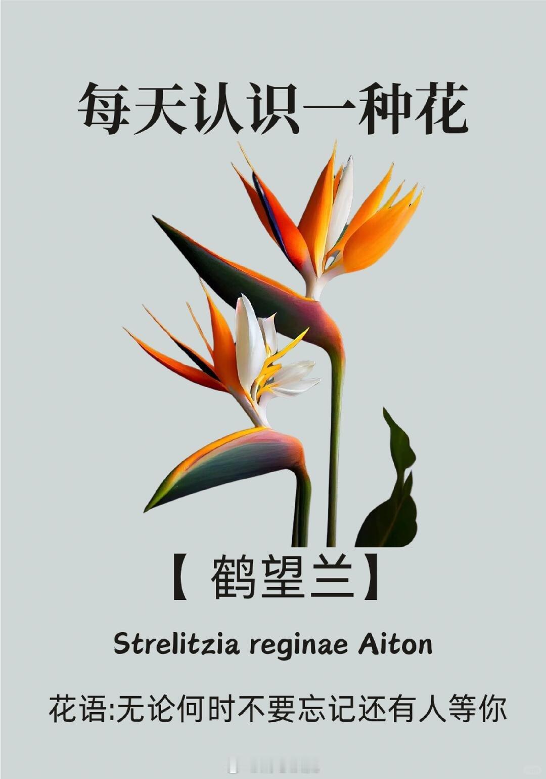会招待小鸟的花花你见过吗原来天堂鸟还会开花 谁懂啊，天堂鸟开花颜值绝了，身姿舒展