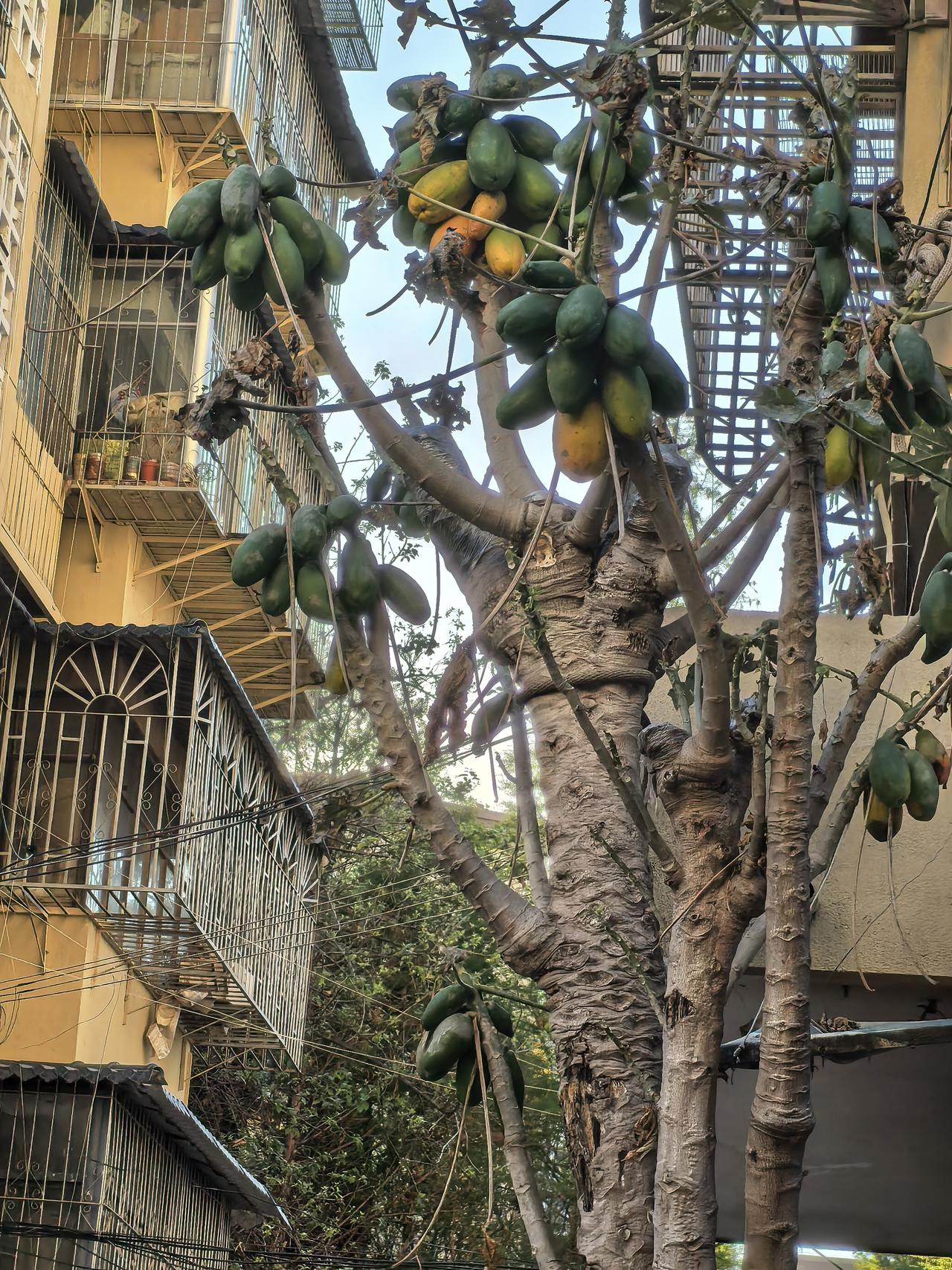 邻居家的这棵木瓜太能生了，这过是去年生的这么多！看着是讨人喜欢，不知道是什么味道