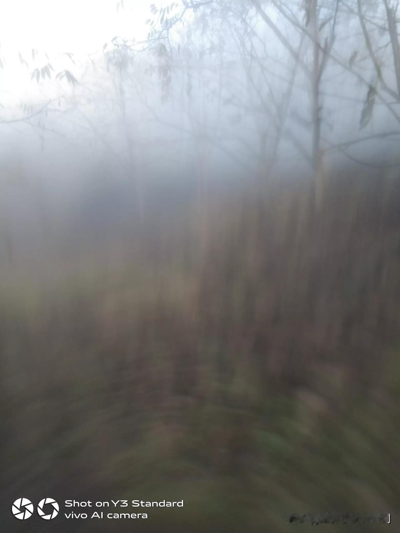 今早上去到地边半个小时，就开始起雾了。应该是大晴天了。不会天阴了。感觉呼吸有点困