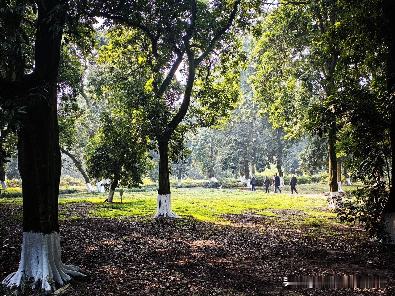 冬季在泸州城郊出行率最高的应该算是张坝桂园林了。与其说它是一个景区，倒不如说它更