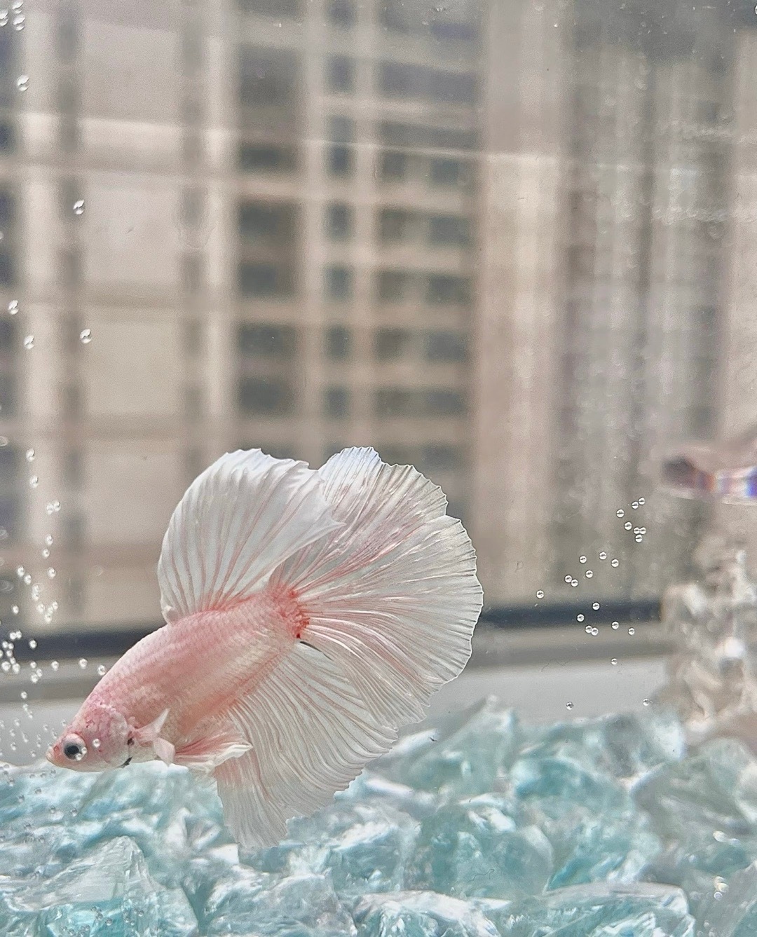 晒出我的年度兴趣好好养宠的一年 从此这世界上又多了一个对着鱼缸发呆的人🐟我家小